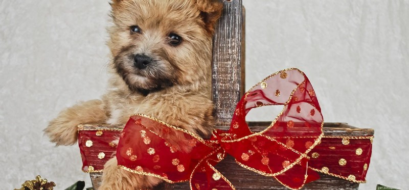 Do Dogs Truly Sense the World? Uncovering Their Extraordinary Perception