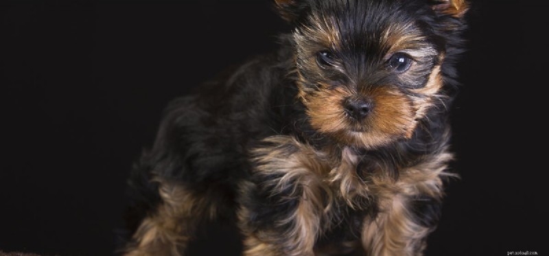 Do Dogs Have a Natural Ability to Detect Vampires?