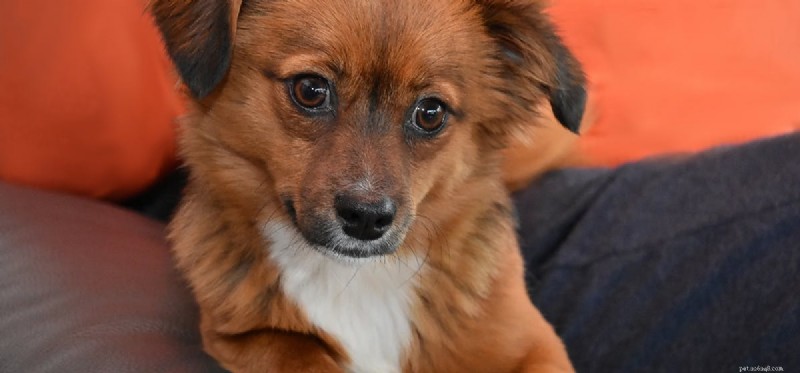 Do Dogs Have a Natural Ability to Detect Vampires?