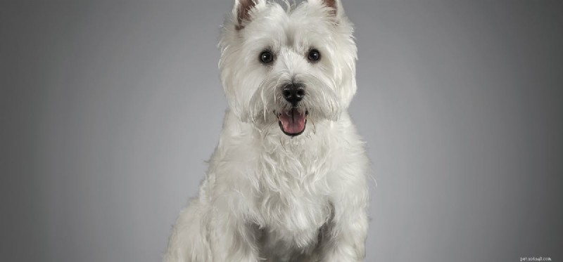 Do Dogs Have a Natural Ability to Detect Vampires?