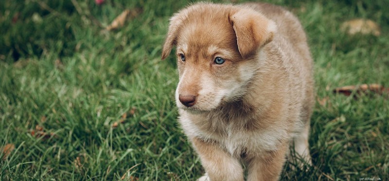 Do Dogs Have a Natural Ability to Detect Vampires?