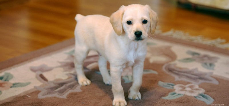 Do Dogs Truly Sense Vibes? Expert Insights Into Canine Sensitivity
