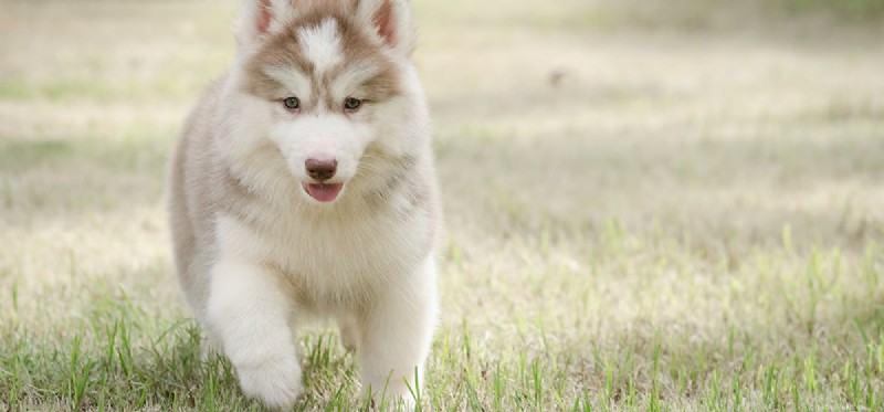 Do Dogs Truly Sense Vibes? Expert Insights Into Canine Sensitivity