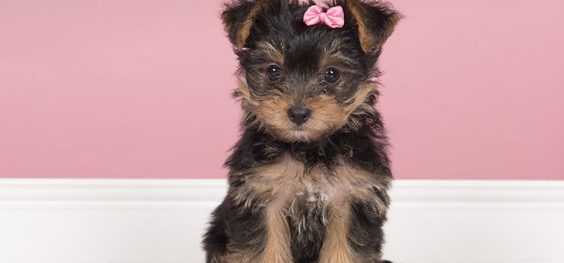 Do Dogs Truly Sense Vibes? Expert Insights Into Canine Sensitivity
