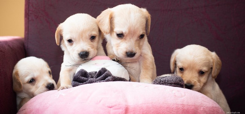 How Dogs Detect Trouble: The Science Behind Their Warning Signals