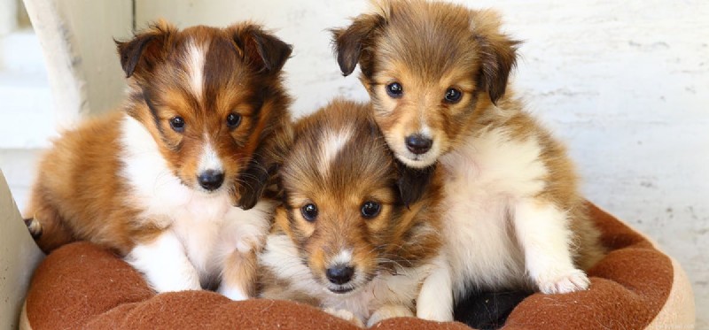 How Dogs Detect Trouble: The Science Behind Their Warning Signals
