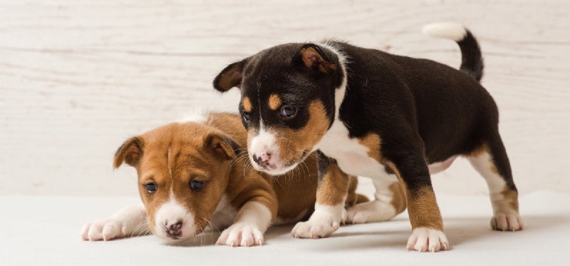 How Dogs Detect Trouble: The Science Behind Their Warning Signals