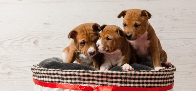 How Dogs Detect Trouble: The Science Behind Their Warning Signals