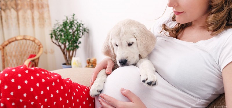 Do Dogs Detect a Fetus? How Pets Sense Pregnancy