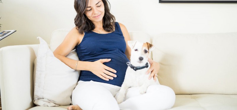 Do Dogs Detect a Fetus? How Pets Sense Pregnancy