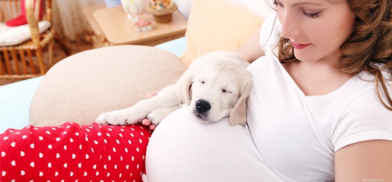 Do Dogs Detect a Fetus? How Pets Sense Pregnancy