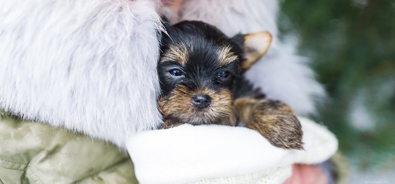 Can Dogs Detect Medical Conditions Through Smell?