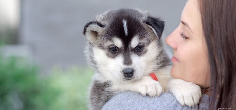 Can Dogs Detect Medical Conditions Through Smell?