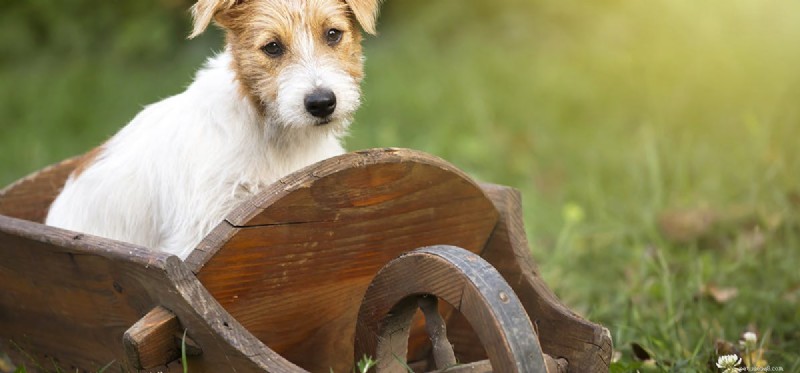 Do Dogs Detect Alkanes? Understanding Their Olfactory Sensitivity