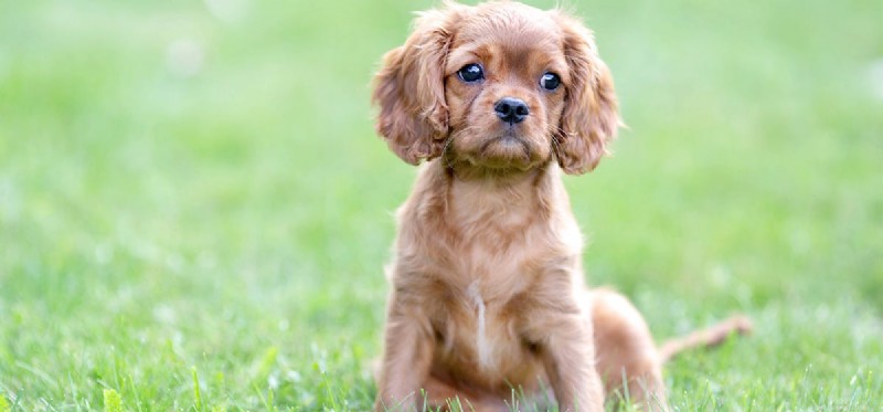 Do Dogs Detect Alkanes? Understanding Their Olfactory Sensitivity
