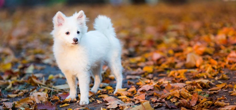 Do Dogs Detect Alkanes? Understanding Their Olfactory Sensitivity
