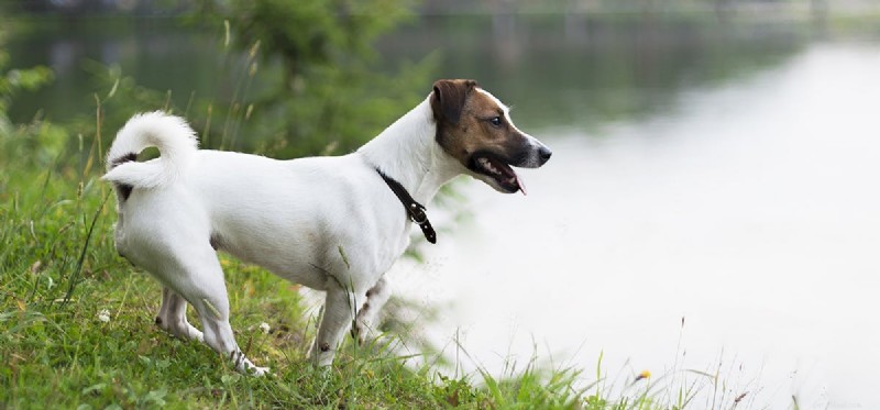 Can Dogs Detect Alligator Odors? Unveiling Their Smell Power