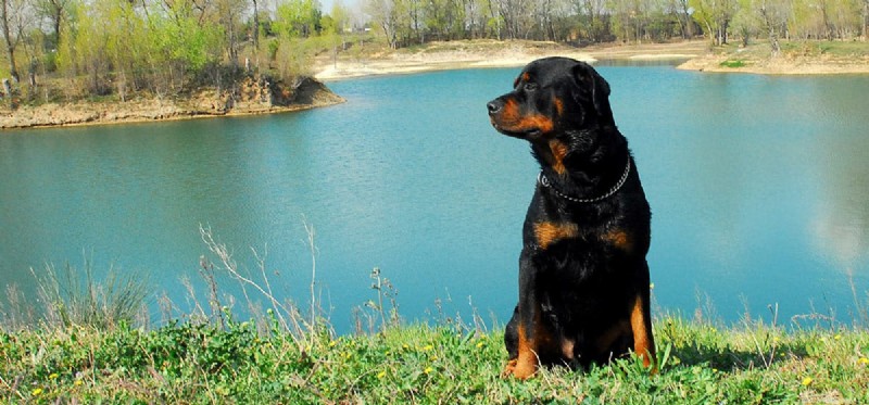 Can Dogs Detect Alligator Odors? Unveiling Their Smell Power