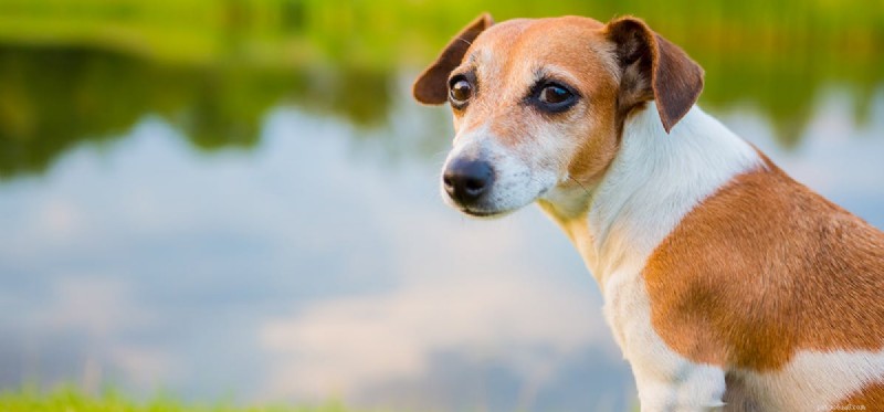 Can Dogs Detect Alligator Odors? Unveiling Their Smell Power