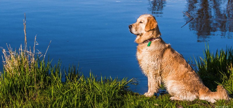 Can Dogs Detect Alligator Odors? Unveiling Their Smell Power