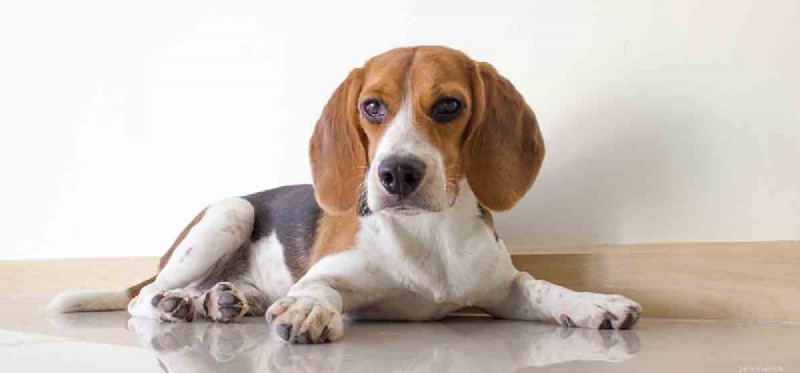 How Well Can Dogs Detect Mice? Exploring Their Extraordinary Smell Sense