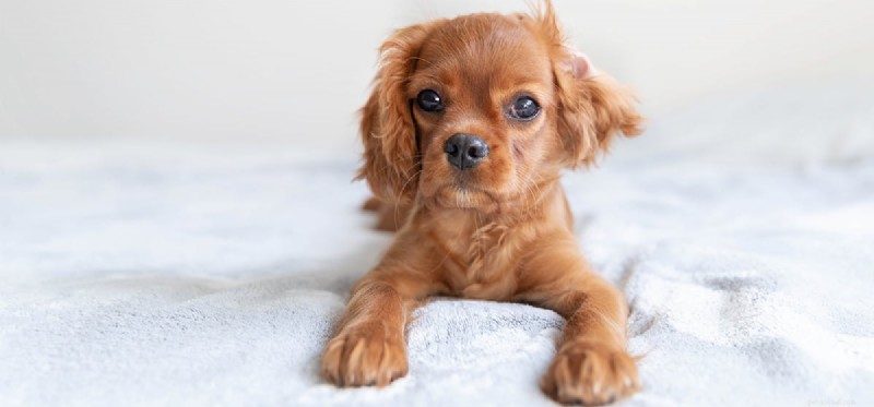 How Well Can Dogs Detect Mice? Exploring Their Extraordinary Smell Sense