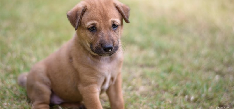 How Well Can Dogs Detect Mice? Exploring Their Extraordinary Smell Sense