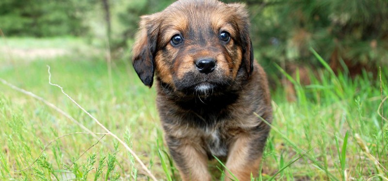 How Dogs Detect Bacteria with Their Powerful Noses