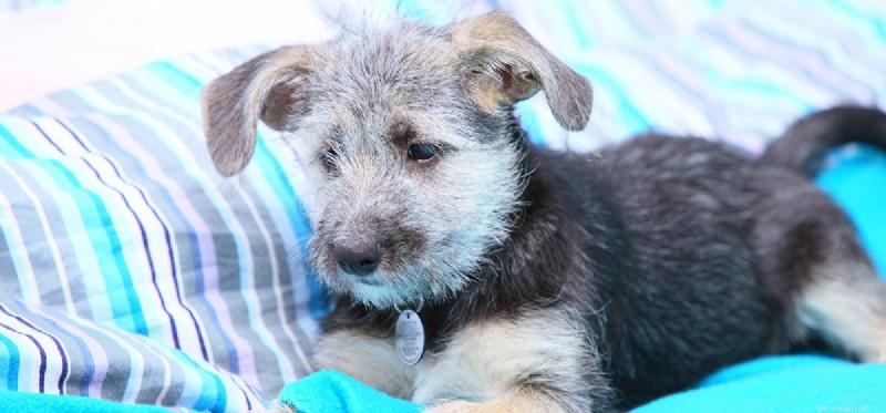 Do Dogs Detect Bed Bugs? Expert Insights & How They Help Fight Infestations