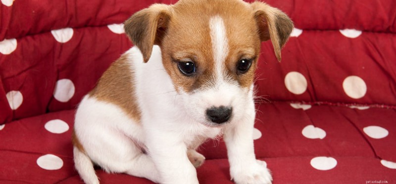 Do Dogs Detect Bed Bugs? Expert Insights & How They Help Fight Infestations