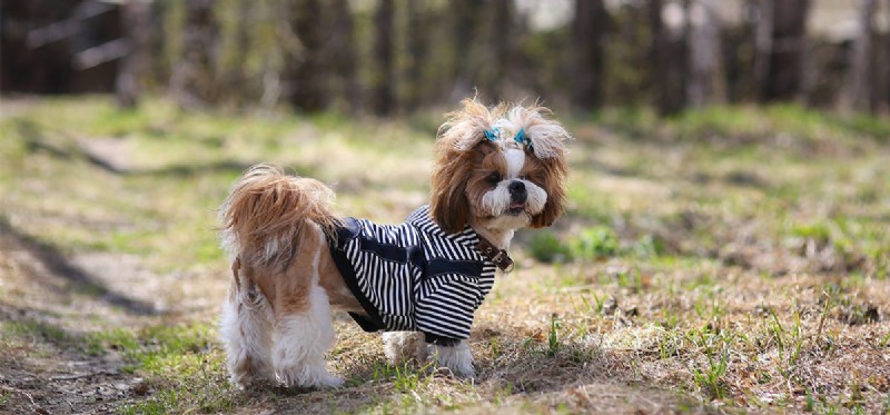 How Dogs Detect Bacteria with Their Powerful Noses