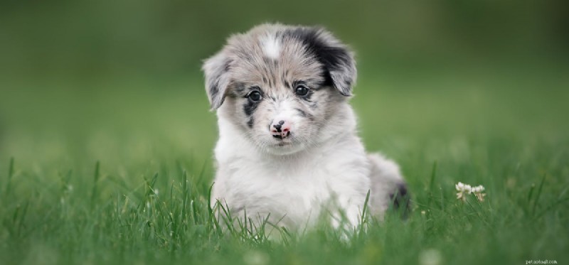 How Dogs Detect Bacteria with Their Powerful Noses