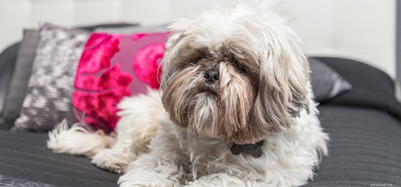 Do Dogs Detect Bed Bugs? Expert Insights & How They Help Fight Infestations