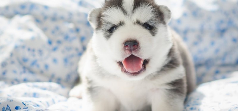 Do Dogs Detect Bed Bugs? Expert Insights & How They Help Fight Infestations