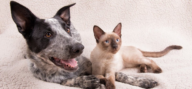 Dogs vs. Cats: Which Species Has the Superior Sense of Smell?