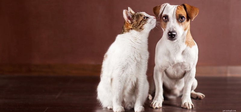 Dogs vs. Cats: Which Species Has the Superior Sense of Smell?