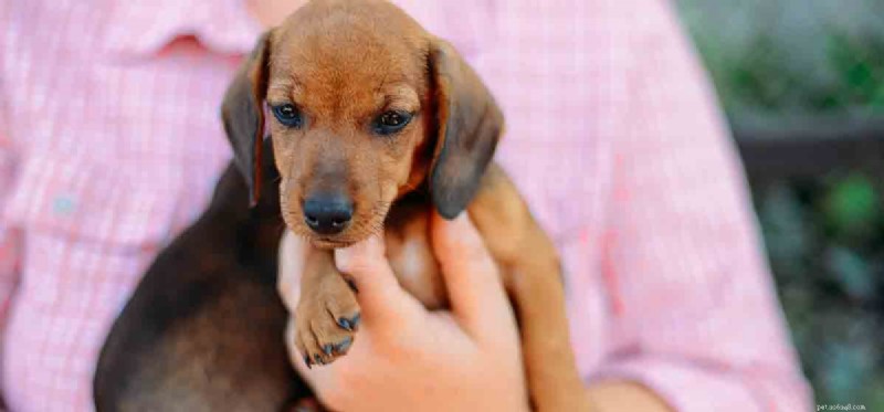 Do Dogs Really Detect Blood Sugar Levels? Discover the Science