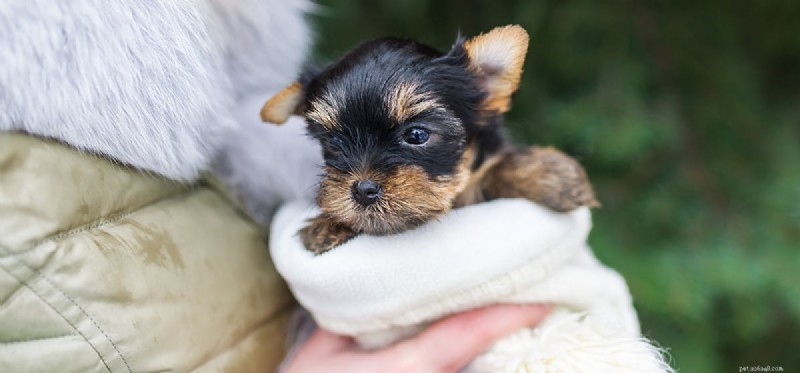 Do Dogs Really Detect Blood Sugar Levels? Discover the Science
