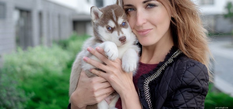 Can Trained Dogs Detect Breast Cancer Early?