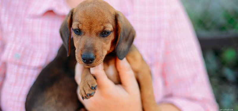 Can Trained Dogs Detect Breast Cancer Early?