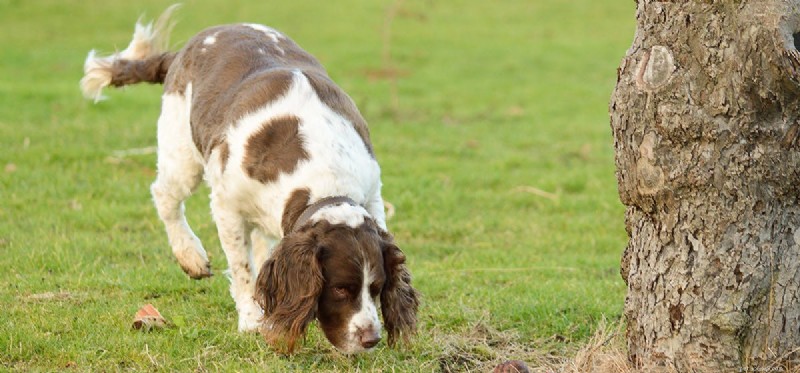 Can Dogs Detect Invasive Insects? Training Sniffer Dogs to Find Bugs