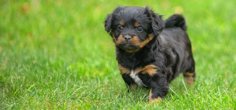Can Dogs Detect Invasive Insects? Training Sniffer Dogs to Find Bugs