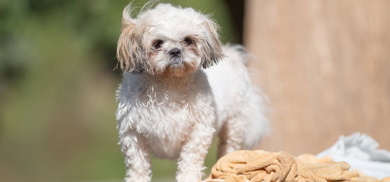 How Dogs Detect Cortisol: Unveiling the Science Behind Their Nose