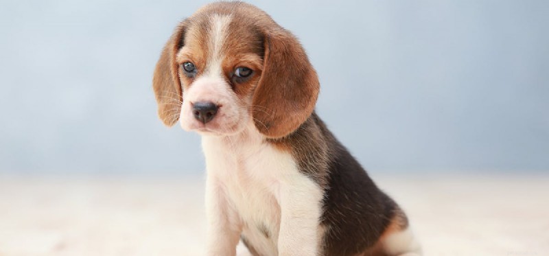 How Dogs Detect Cortisol: Unveiling the Science Behind Their Nose