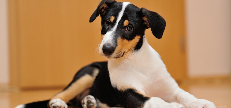 Can Dogs Detect Deception? Unlocking Their Scent of Truth