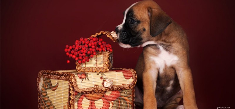 Can Dogs Detect Deception? Unlocking Their Scent of Truth