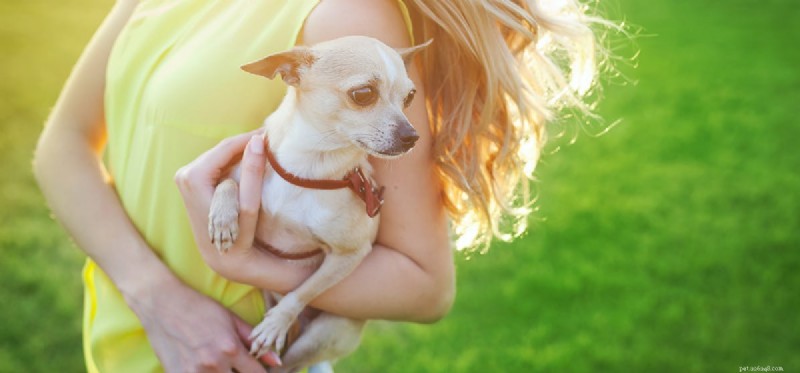Do Dogs Detect Human Depression Through Their Sense of Smell?