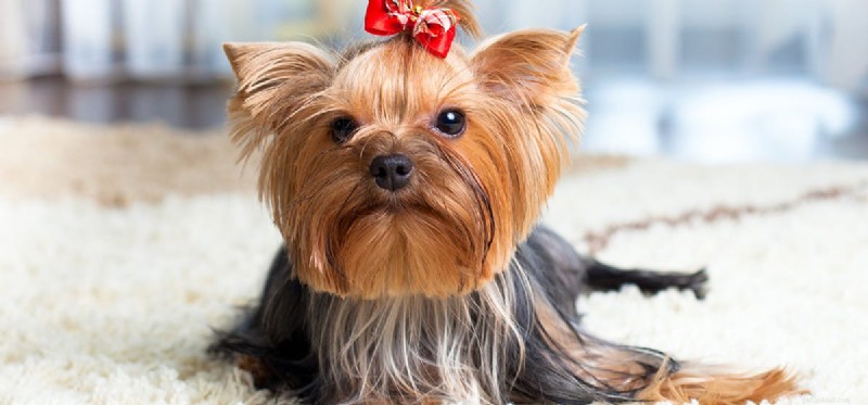 Can Dogs Detect Deception? Unlocking Their Scent of Truth
