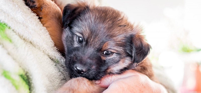 Do Dogs Detect Human Depression Through Their Sense of Smell?