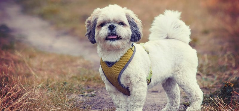 How Dogs Detect Drugs: The Science Behind Sniffer Canines